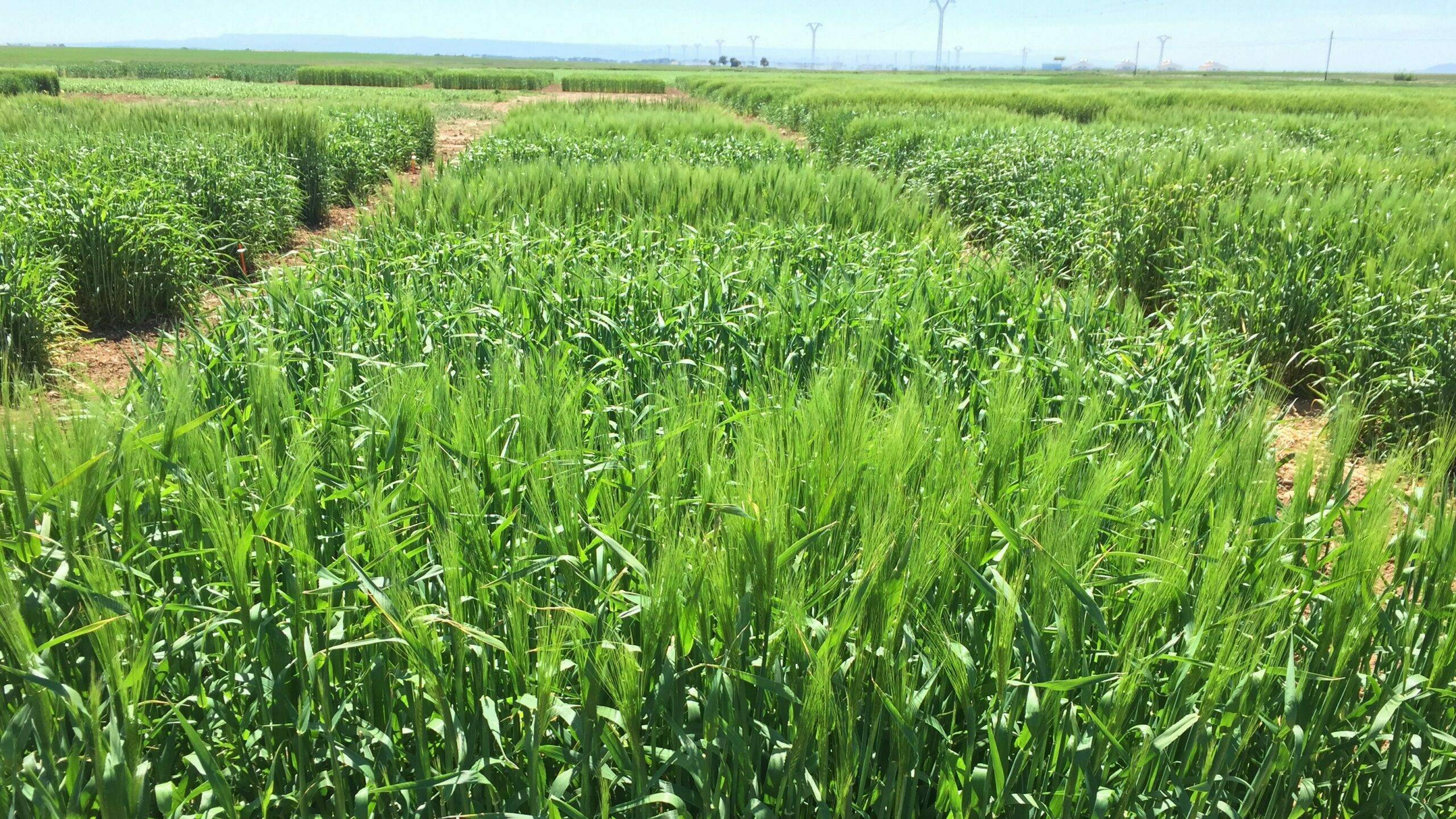 dia-mundial-agricultura-anove|dia-mundial-agricultura-anove